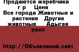 Продаются жеребчики 14,15 16 г.р  › Цена ­ 177 000 - Все города Животные и растения » Другие животные   . Адыгея респ.